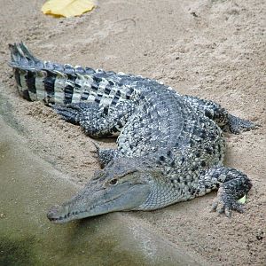 New Guinea Crocodile at Berlin Zoo Aquarium, 31/08/11