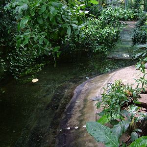 Caiman Exhibit at Berlin Zoo Aquarium, 31/08/11