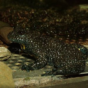 Yellow-bellied Toad at Berlin Zoo Aquarium, 31/08/11