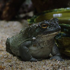 Colorado Toad at Berlin Zoo Aquarium, 31/08/11