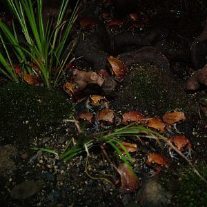 Juvenile Tomato Frogs at Berlin Zoo Aquarium, 31/08/11
