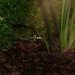 Red-belly Toad at Berlin Zoo Aquarium, 31/08/11