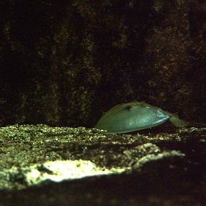 Indo-Pacific Horseshoe Crabs at Berlin Zoo Aquarium, 31/08/11