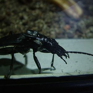 African Drago Beetle at Berlin Zoo Aquarium, 31/08/11