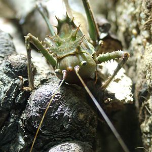 Dragonhead Grasshopper at Berlin Zoo Aquarium, 31/08/11