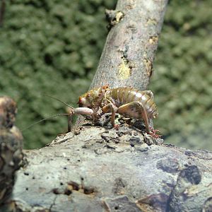 Giant Armoured Ground Cricket at Berlin Zoo Aquarium, 31/08/11