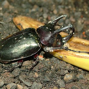 Three-horned Rhinoceros Beetle at Berlin Zoo Aquarium, 31/08/11