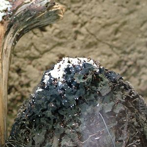 Asian Tree Ants at Berlin Zoo Aquarium, 31/08/11