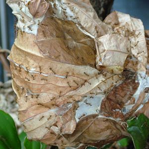 Red Weaver Ants at Berlin Zoo Aquarium, 31/08/11
