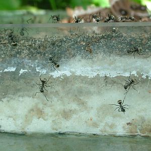 Black Weaver Ants at Berlin Zoo Aquarium, 31/08/11