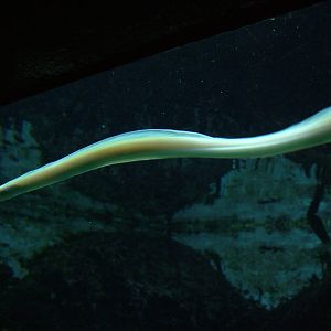 White Ribbon Eel at Berlin Zoo Aquarium, 31/08/11