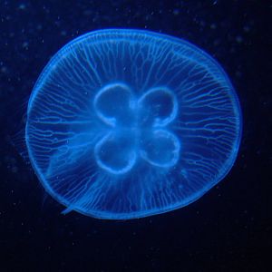 Moon Jellyfish at Berlin Zoo Aquarium, 31/08/11