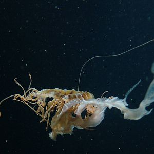 Northern Sea Nettle at Berlin Zoo Aquarium, 31/08/11