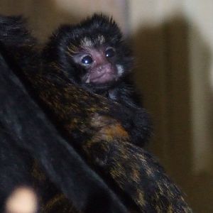 Red-handed Tamarin Baby