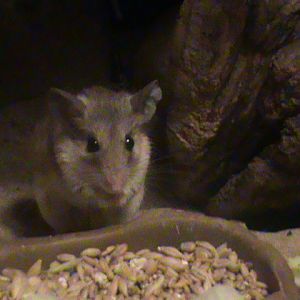 turkish spiny mouse 140911