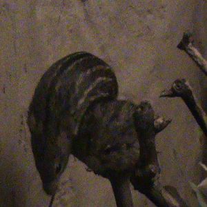 spotted grass mouse 140911