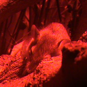 mattheys mouse 140911