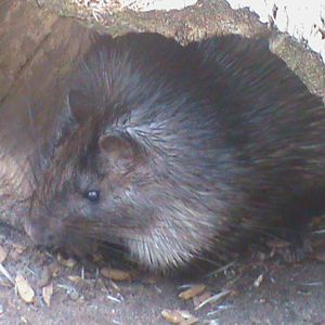 african brush tailed porcupine 140911