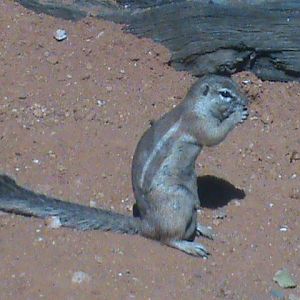 cape ground squirrel 140911