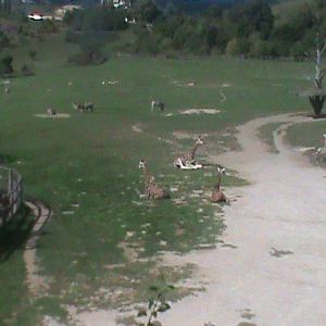 african plains exhibit 140911