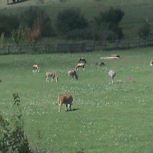 african plains exhibit 140911