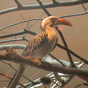 red billed hornbill 140911