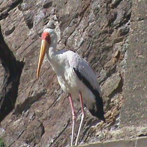 yellow billed stork 140911