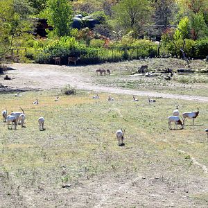 Antelope Herds