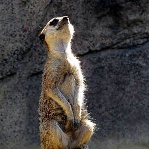 Meerkat