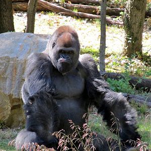Gorilla