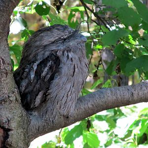 Tawny Frogmouth