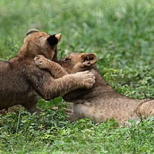 two cubs sparring