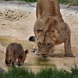 mom and cub drinking