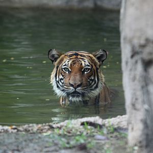 tiger in water