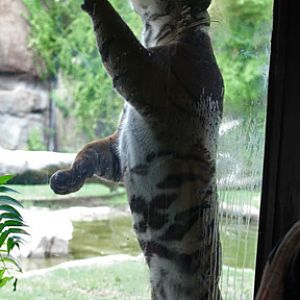 tiger cheek rubbing rock