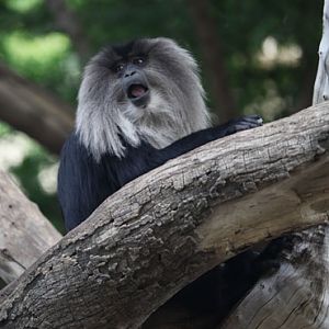 lion tailed macaque