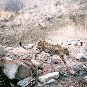 persian leopard