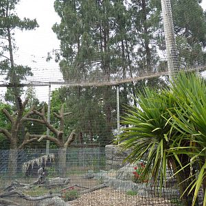 Griffon Vulture Exhibit