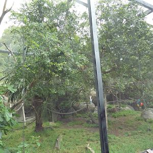 Squirrel Monkey Exhibit