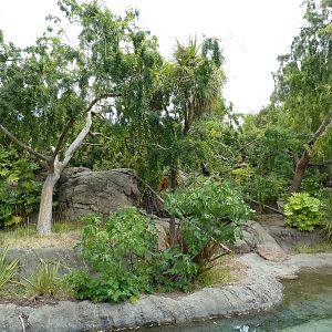 White-Handed Gibbon Exhibit
