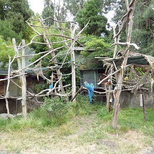 Blue + Gold Macaw Exhibit