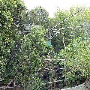 Cotton-Top Tamarin/Chestnut Mandibled Toucan Exhibit