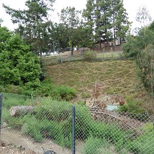 Sika Deer/Reeve's Muntjac/Indian Muntjac Exhibit