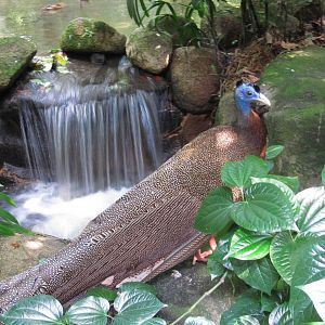 Southeast Asian Birds Aviary - Great Argus