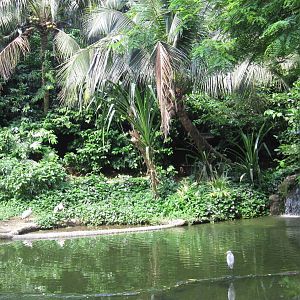 Wetlands - Shoebill exhibit