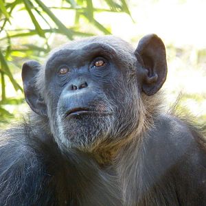 Chattanooga Zoo Animals