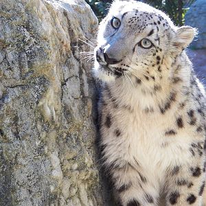 Chattanooga Zoo Animals