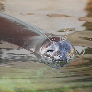 Baikal Seal at Leipzig, 02/09/11