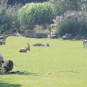 Thomson's Gazelles at Leipzig, 02/09/11
