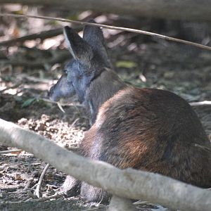 Siberian Musk Deer at Leipzig, 02/09/11